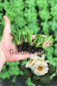 Çuha Çiçeği Fidesi ( Primula ) White 5 Adet - Thumbnail