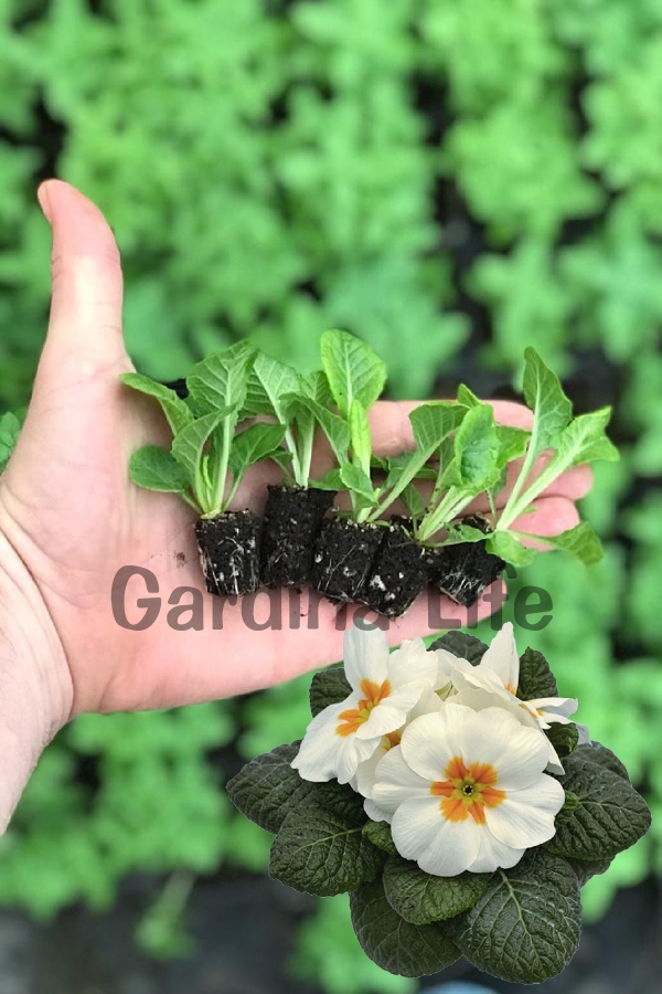 Çuha Çiçeği Fidesi ( Primula ) White 5 Adet