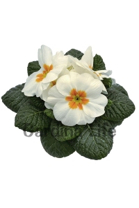 Çuha Çiçeği Fidesi ( Primula ) White 5 Adet - Thumbnail