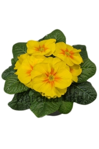 Çuha Çiçeği Fidesi ( Primula ) Yellow 5 Adet - Thumbnail