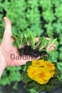 Çuha Çiçeği Fidesi ( Primula ) Yellow 5 Adet - Thumbnail