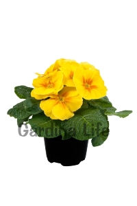 Çuha Çiçeği Fidesi ( Primula ) Yellow 5 Adet - Thumbnail