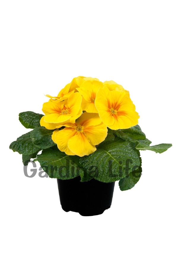 Çuha Çiçeği Fidesi ( Primula ) Yellow 5 Adet