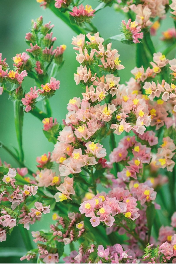 Deniz Lavantası Çiçeği Fidesi Apriot 5 Adet ( Statice Limonium )