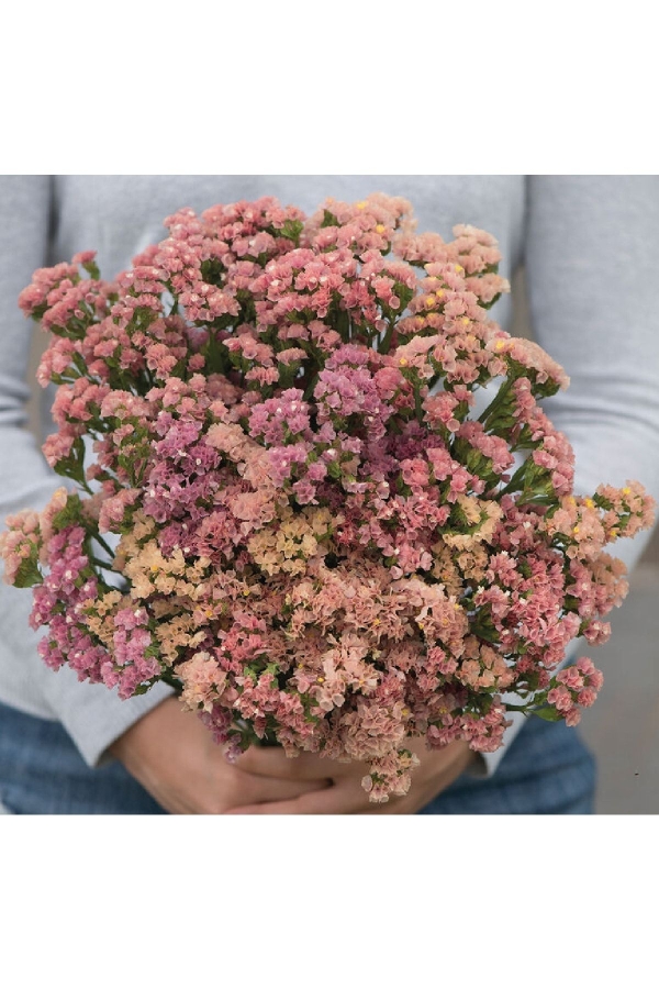 Deniz Lavantası Çiçeği Fidesi Apriot 5 Adet ( Statice Limonium )