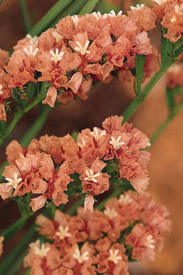 Deniz Lavantası Çiçeği Fidesi Apriot 5 Adet ( Statice Limonium )