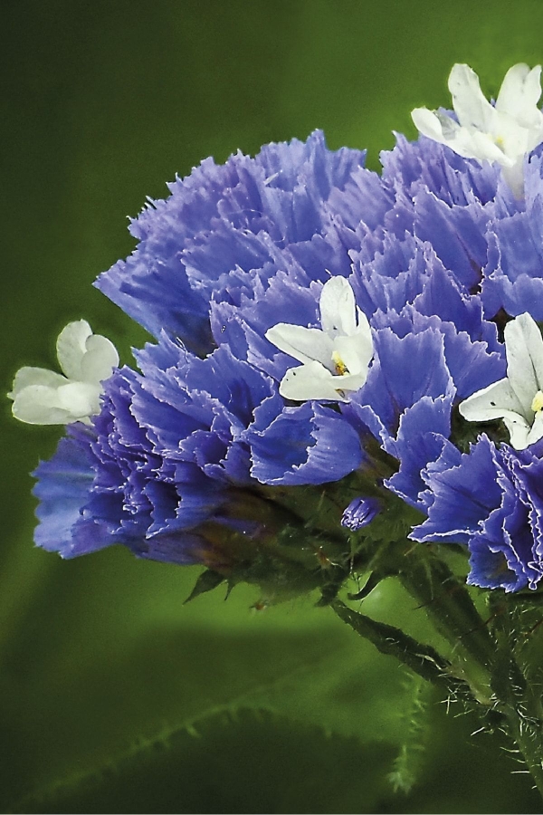 Deniz Lavantası Çiçeği Fidesi Blue Pale 5 Adet ( Statice Limonium )