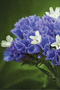 Deniz Lavantası Çiçeği Fidesi Blue Pale 5 Adet ( Statice Limonium ) - Thumbnail