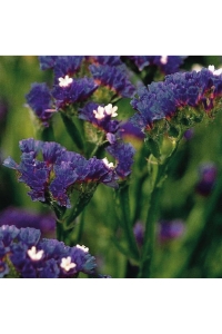 Deniz Lavantası Çiçeği Fidesi Dark Blue 5 Adet ( Statice Limonium ) - Thumbnail