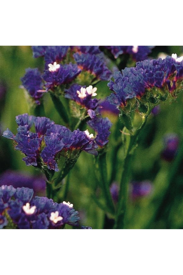 Deniz Lavantası Çiçeği Fidesi Dark Blue 5 Adet ( Statice Limonium )