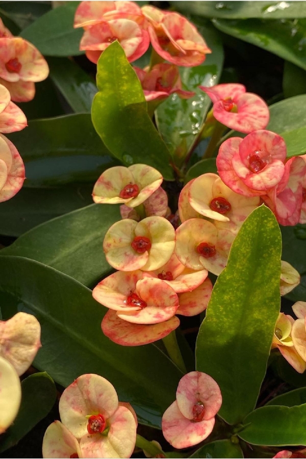 Dikenler Tacı Fidesi ( Euphorbia Milii ) Zephyr