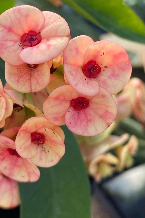 Dikenler Tacı Fidesi ( Euphorbia Milii ) Zephyr