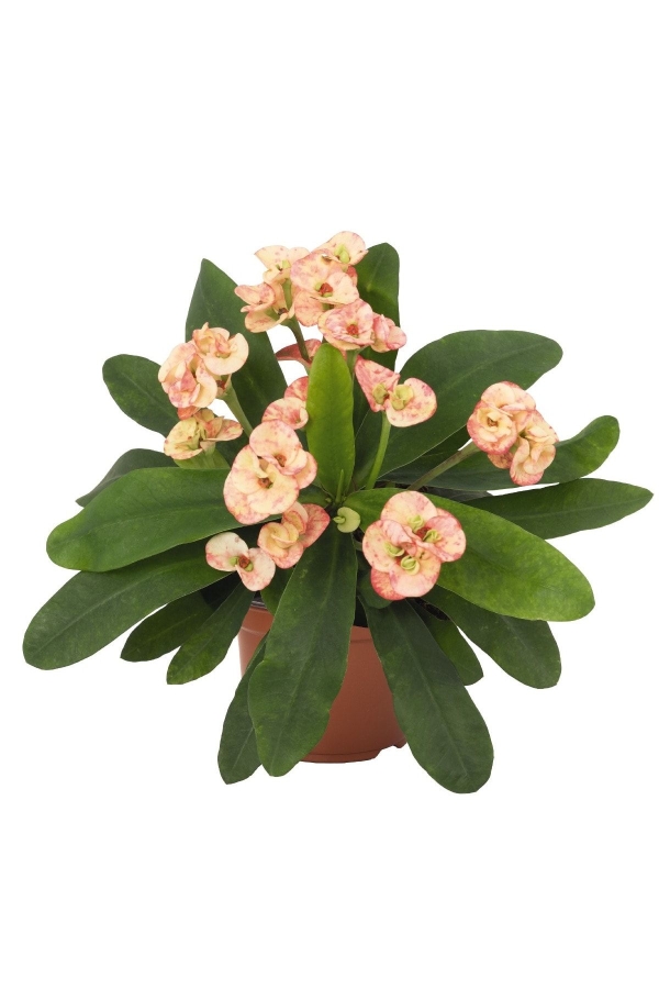 Dikenler Tacı Fidesi ( Euphorbia Milii ) Zephyr