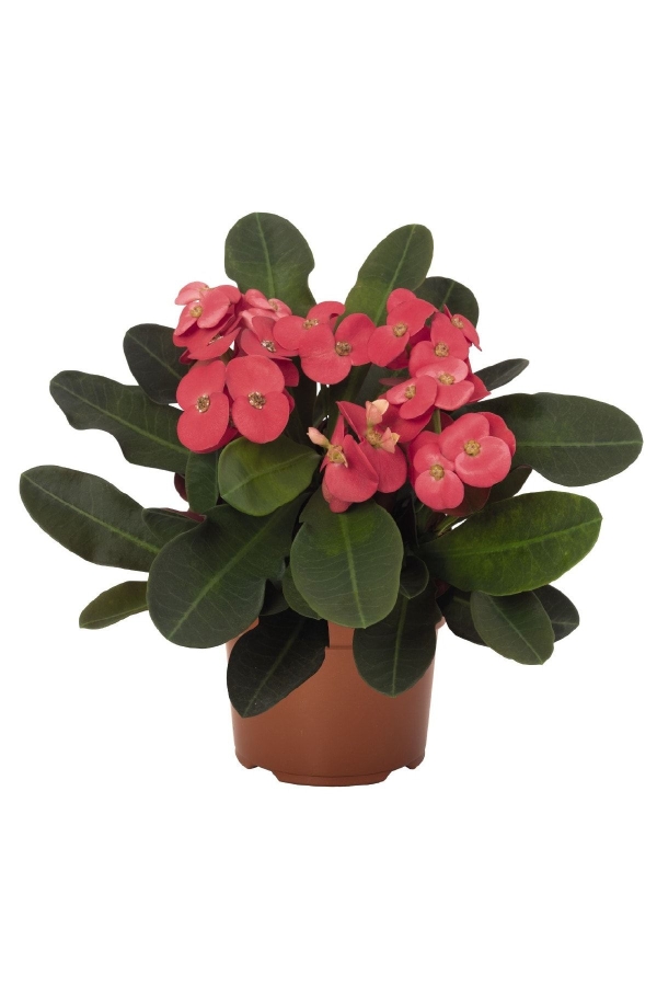 Gardinalife - Dikenler Tacı Fidesi ( Euphorbia Milii ) Zeus