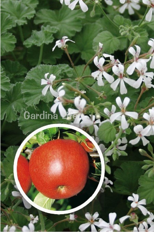 Elma Kokulu Sardunya Fidesi Yoğun Kokulu ( Pelargonium Species Odorata ) Apple 1 Adet