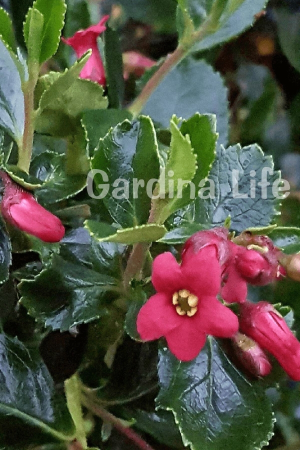 Eskalonya Çiçeği Fidanı ( Escallonia Rubra Red Dream )