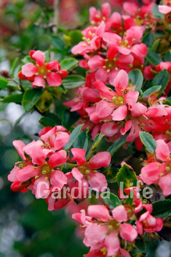 Eskalonya Çiçeği Fidanı ( Escallonia Rubra Red Dream )