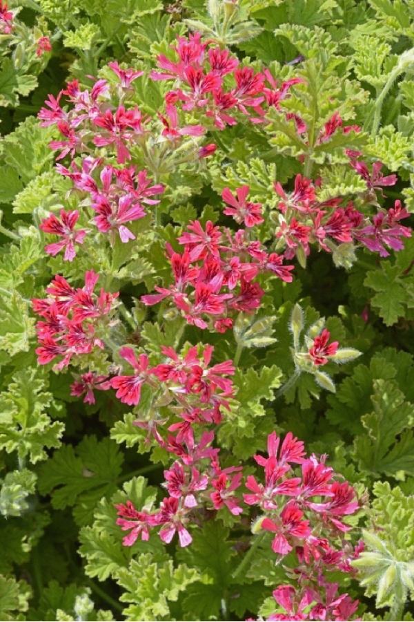 Fındık Kokulu Sardunya Yoğun Kokulu ( Pelargonium Species Odorata ) Hazelnut 1 Adet