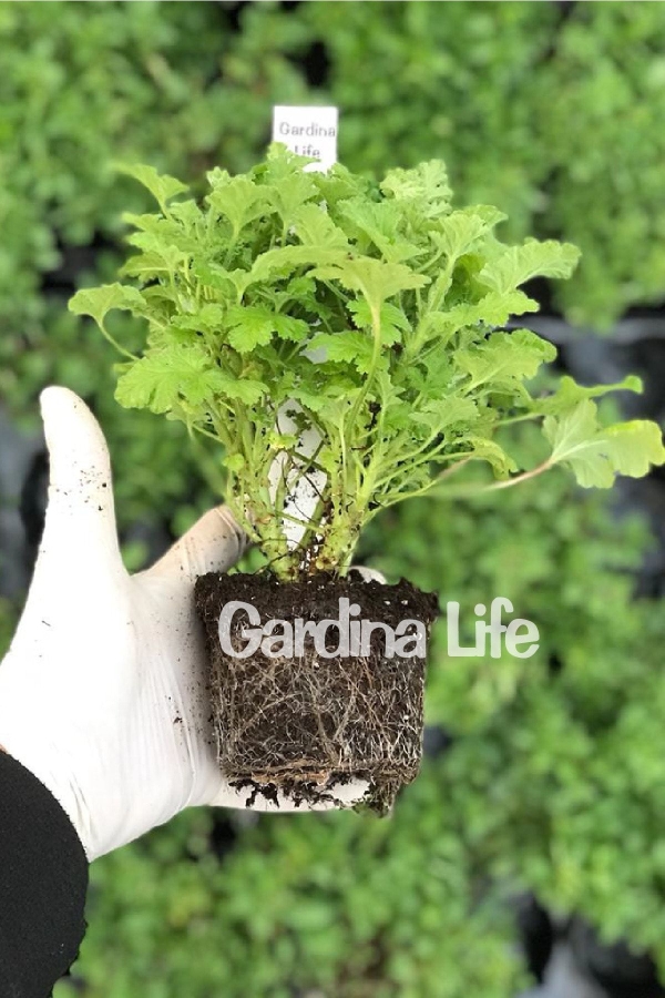 Fındık Kokulu Sardunya Yoğun Kokulu ( Pelargonium Species Odorata ) Hazelnut 1 Adet