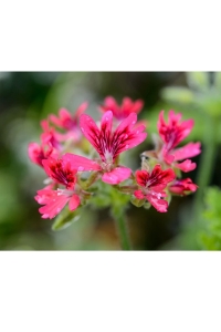 Fındık Kokulu Sardunya Yoğun Kokulu ( Pelargonium Species Odorata ) Hazelnut 1 Adet - Thumbnail