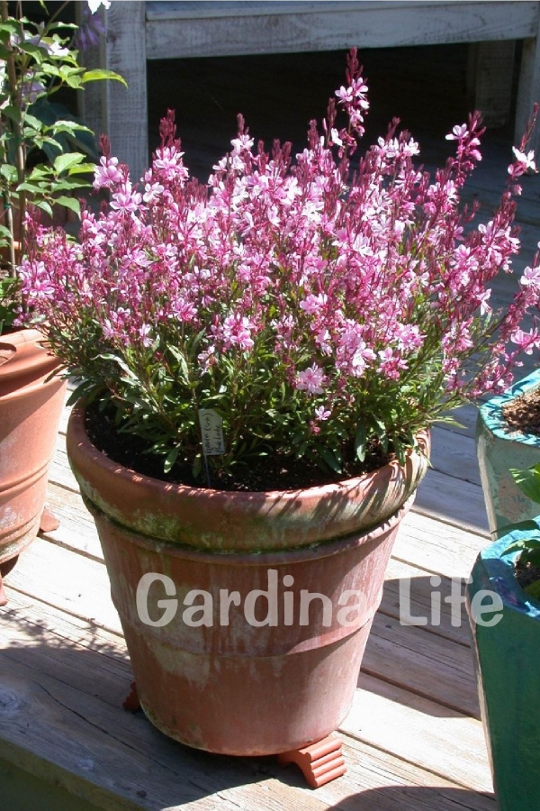 Gavura Fidanı Pembe Çiçekli ( Gaura Lindheimeri )