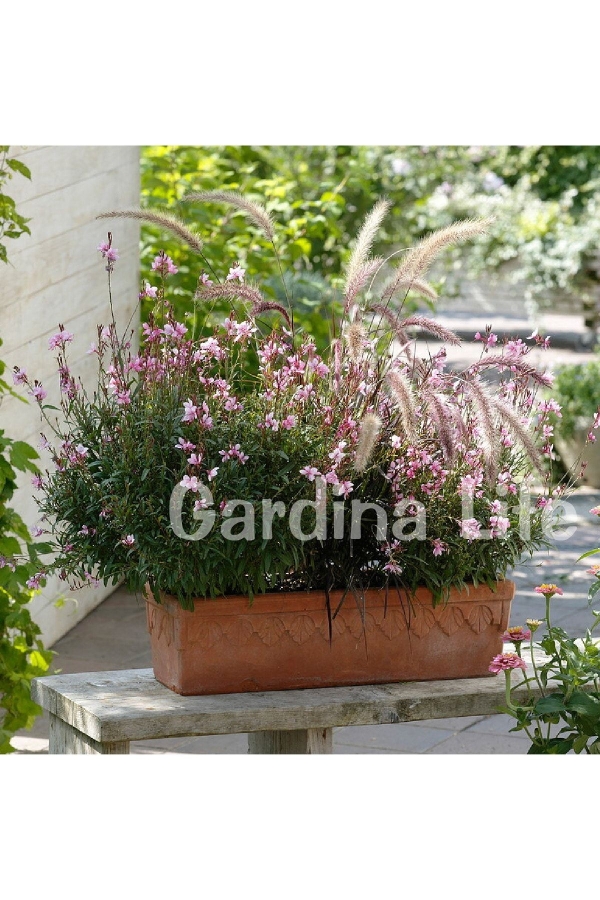 Gavura Fidanı Pembe Çiçekli ( Gaura Lindheimeri )