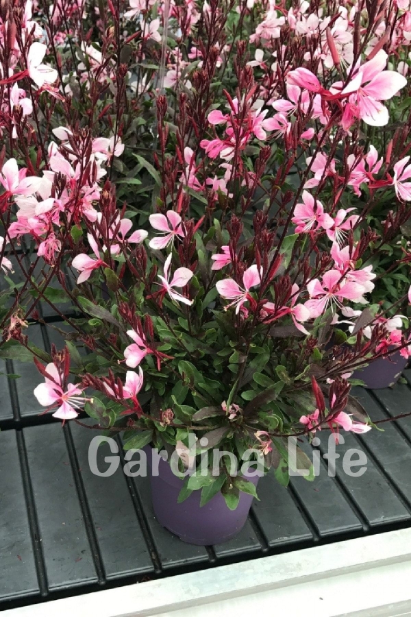 Gavura Fidanı Pembe Çiçekli ( Gaura Lindheimeri )