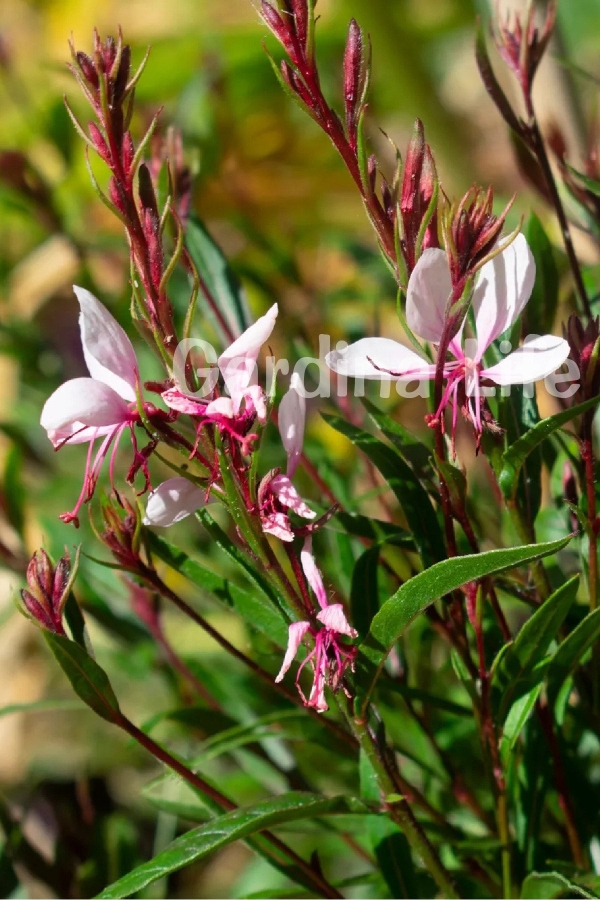 Gavura Fidanı Pembe Çiçekli ( Gaura Lindheimeri )