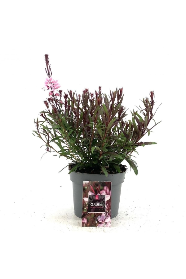 Gardinalife - Gavura Fidanı Pembe Çiçekli ( Gaura Lindheimeri )