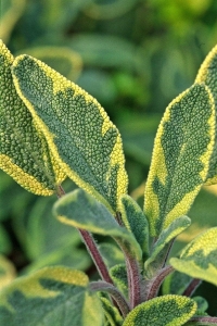 Gold Adaçayı Fidesi ( Salvia Officinalis ) Goldblatt 1 Adet - Thumbnail