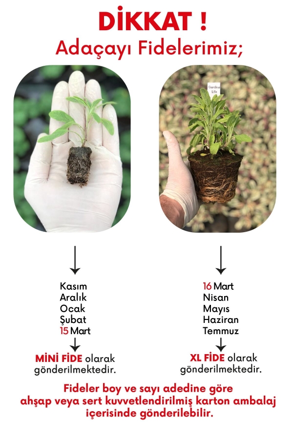 Gold Adaçayı Fidesi ( Salvia Officinalis ) Goldblatt 1 Adet