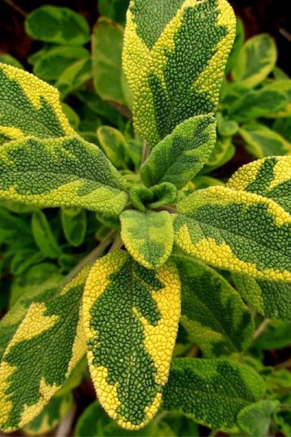 Gold Adaçayı Fidesi ( Salvia Officinalis ) Goldblatt 1 Adet