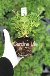 Gül Kokulu Sardunya Çiçeği Fidesi ( Pelargonium Species Odorata ) 1 Rose Adet - Thumbnail