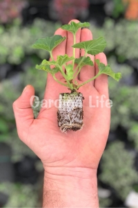 Gül Kokulu Sardunya Çiçeği Fidesi ( Pelargonium Species Odorata ) 1 Rose Adet - Thumbnail