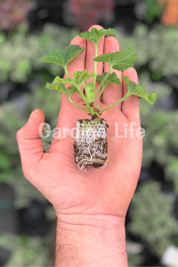 Gül Kokulu Sardunya Çiçeği Fidesi ( Pelargonium Species Odorata ) 1 Rose Adet