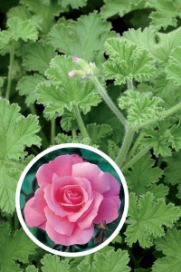 Gül Kokulu Sardunya Çiçeği Fidesi ( Pelargonium Species Odorata ) 1 Rose Adet - Thumbnail