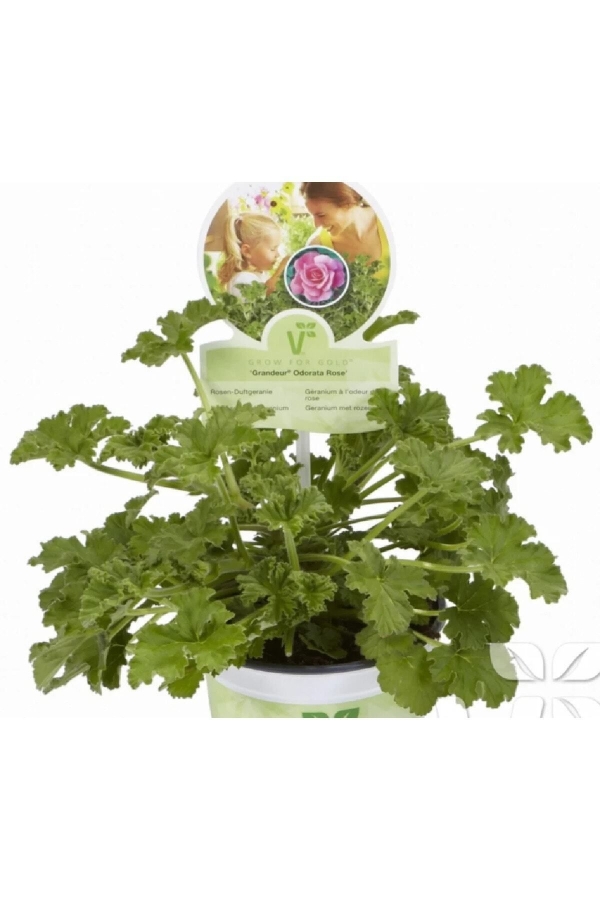 Gül Kokulu Sardunya Fidesi ( Pelargonium Species Odorata ) 1 Rose Adet