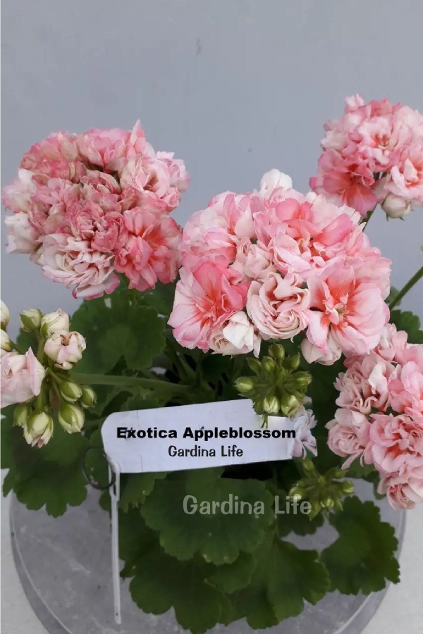 Gül Sardunya Fidesi Özel Tür ( Apple Blossom Exotica Classic ) 1 Adet