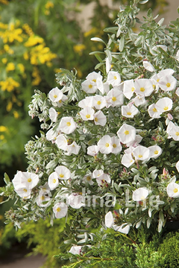 Gündüz Güzeli Fidanı Gümüş Çalısı ( Convolvulus Cneorum )