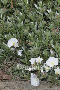 Gündüz Güzeli Fidanı Gümüş Çalısı ( Convolvulus Cneorum ) - Thumbnail