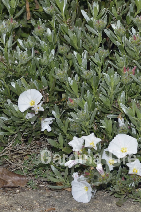 Gündüz Güzeli Fidanı Gümüş Çalısı ( Convolvulus Cneorum )