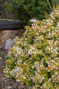 Güzellik Çalısı Fidanı Sarı-yeşil Yaprak Bodur Cins Cins ( Abelia Grandiflora Kaleidoscope ) - Thumbnail