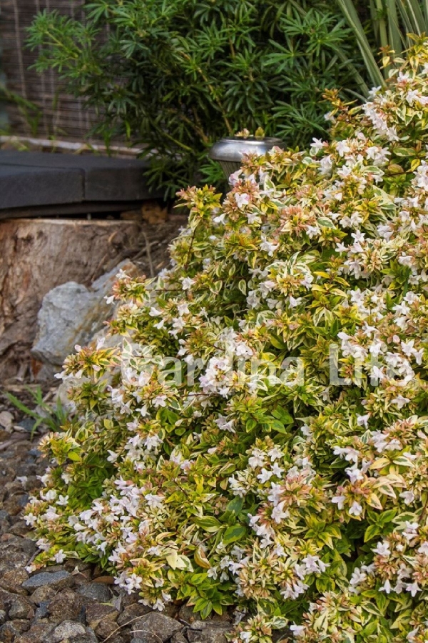 Güzellik Çalısı Fidanı Sarı-yeşil Yaprak Bodur Cins Cins ( Abelia Grandiflora Kaleidoscope )