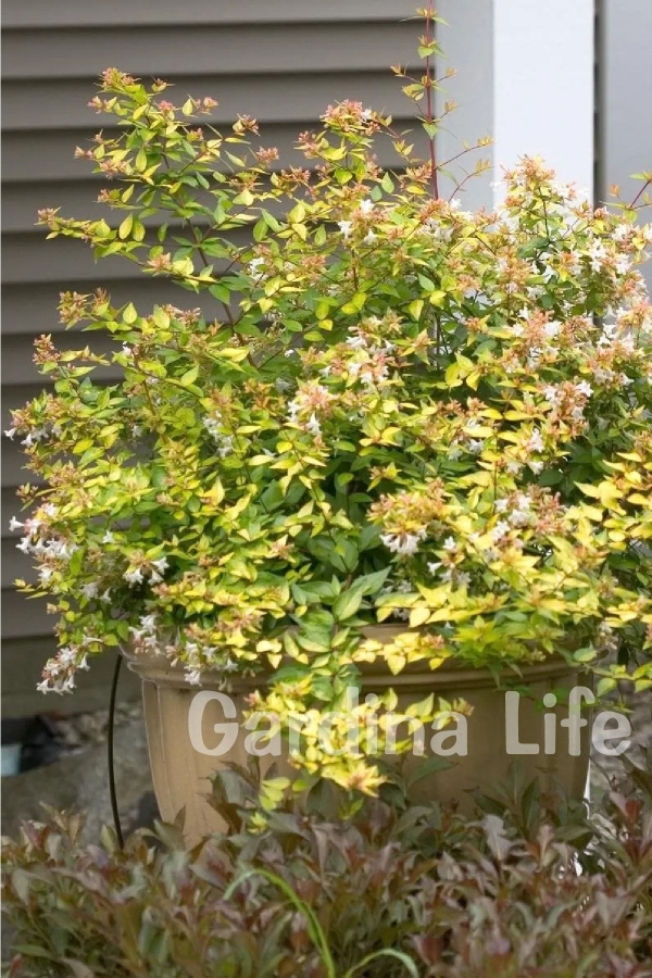 Güzellik Çalısı Fidanı Sarı-yeşil Yaprak Bodur Cins Cins ( Abelia Grandiflora Kaleidoscope )