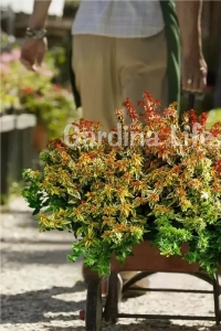 Güzellik Çalısı Fidanı Sarı-yeşil Yaprak Bodur Cins Cins ( Abelia Grandiflora Kaleidoscope ) - Thumbnail