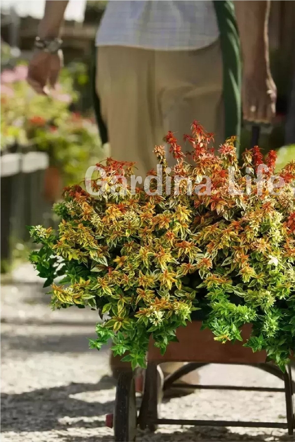 Güzellik Çalısı Fidanı Sarı-yeşil Yaprak Bodur Cins Cins ( Abelia Grandiflora Kaleidoscope )