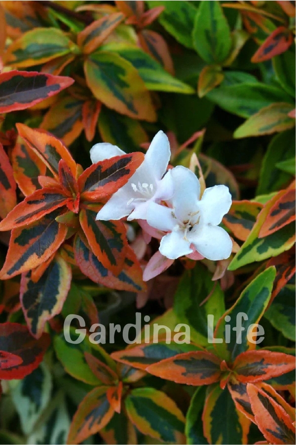 Gardinalife - Güzellik Çalısı Fidanı Sarı-yeşil Yaprak Bodur Cins Cins ( Abelia Grandiflora Kaleidoscope )