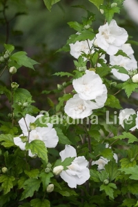 Hatmi Çiçeği Fidanı Beyaz Katmerli ( Hibiscus Syriacus White Chiffon ) - Thumbnail