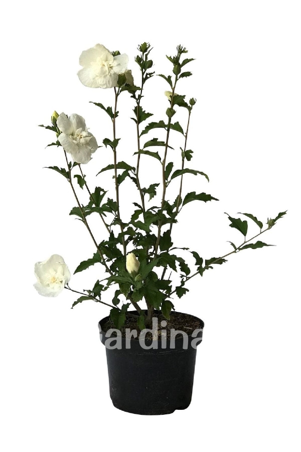 Gardinalife - Hatmi Çiçeği Fidanı Beyaz Katmerli ( Hibiscus Syriacus White Chiffon )