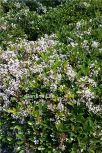 Hint Alıcı Fidanı Limon Kokulu ( Rhaphiolepis Indica ) - Thumbnail